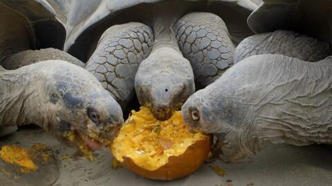 看王八吃瓜视频,揭秘网络热传“看王八吃瓜”视频背后的故事