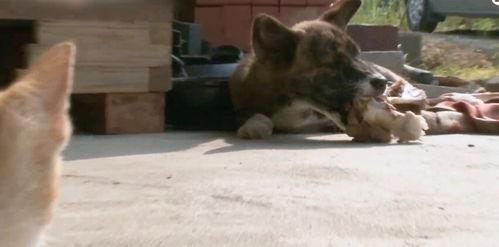 车祸小狗吃瓜视频大全集,萌态百出，网友热议