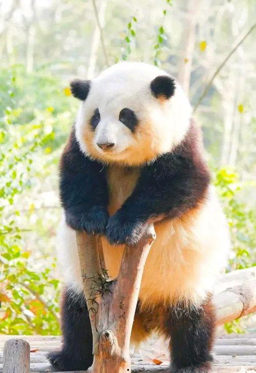 搞笑吃瓜熊猫人视频素材