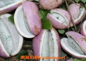 小孩吃八月瓜的视频