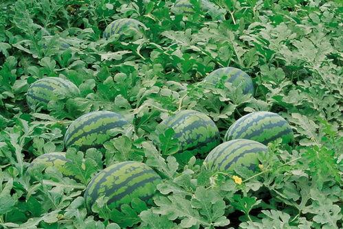 大学生围栏吃瓜视频大全,大学生校园生活趣味瞬间大盘点