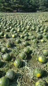 睢县北湖吃瓜事件视频,一场引发热议的网络围观纪实