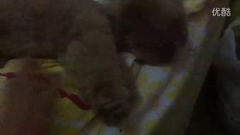 搞笑的吃瓜小视频,笑料百出！吃瓜小视频带你领略欢乐瞬间