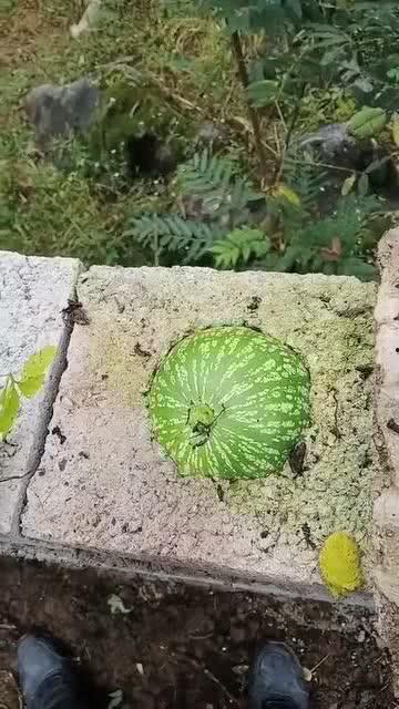 吃瓜短视频好做吗,轻松上手，轻松走红