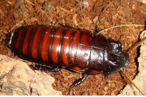 带你吃瓜巨大蟑螂视频,带你领略“吃瓜”时刻