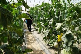 莒县吃瓜视频,揭秘当地特色美食与风土人情