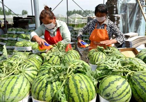 法国人帮忙吃瓜视频下载,一起见证跨国吃瓜盛况