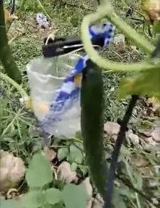 临朐最新吃瓜事件真相视频,真相视频曝光，真相令人震惊！