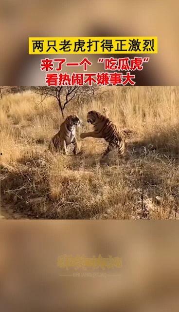 虎吃瓜视频,揭秘娱乐圈幕后真相，带你领略明星们的真实生活