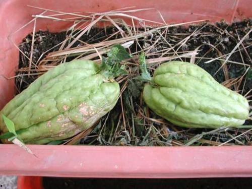 一段吃瓜视频怎么拍好看,如何拍出吸睛的吃瓜视频