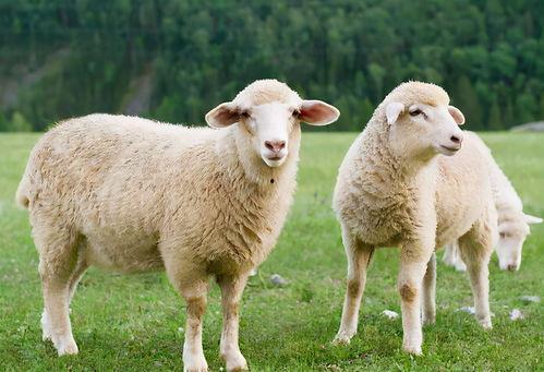 牵羊吃瓜的视频大全图片,趣味视频大全，欢乐时光尽在此处