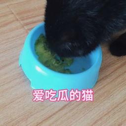 猫咪免费吃瓜视频大全,萌宠欢乐时光集锦